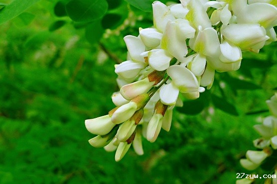 洋槐花(293556)-20210510083542.jpg