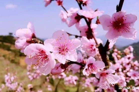 桃花(508011)-20220207075805.jpg
