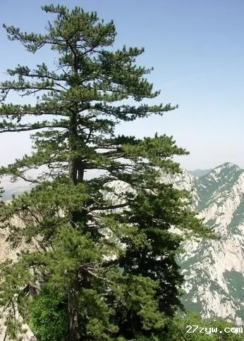 华山松(604880)-20220606083213.jpg